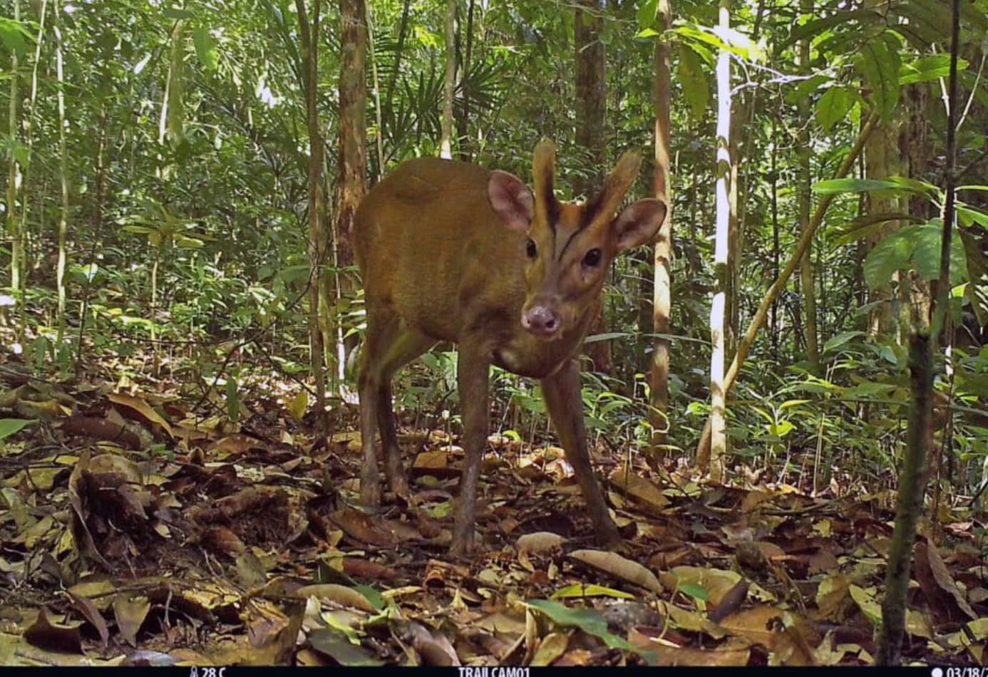A camera trap image of a southern red muntjac (Muntiacus muntjak) in Temburong. Image courtesy of Natasha Mannion.