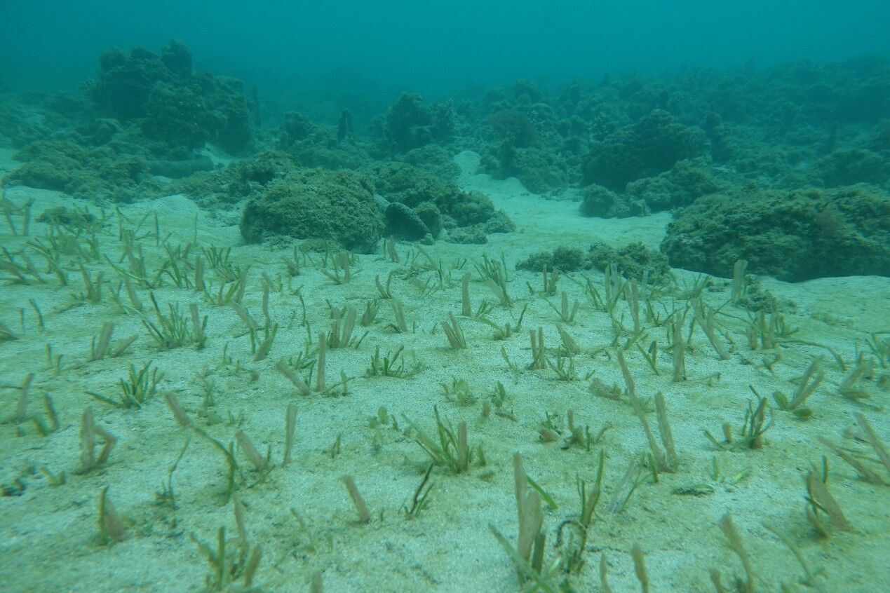 海洋委員會復育海草成果。（圖片來源：海委會）