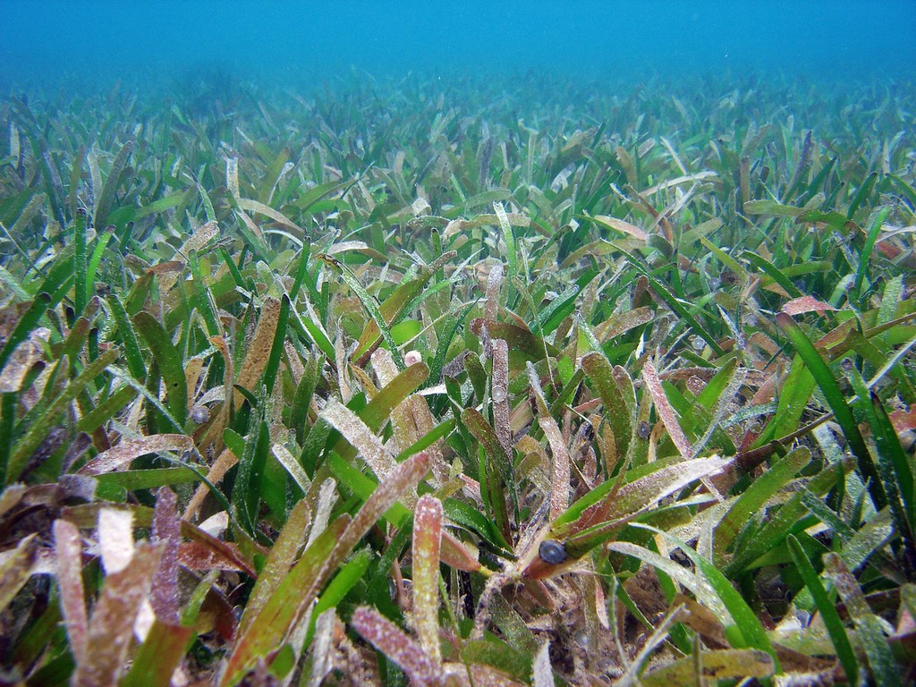 台灣的東沙鋸齒葉水絲草海草床。（圖片來源：林幸助／數位島嶼 CC BY-NC-SA 3.0）