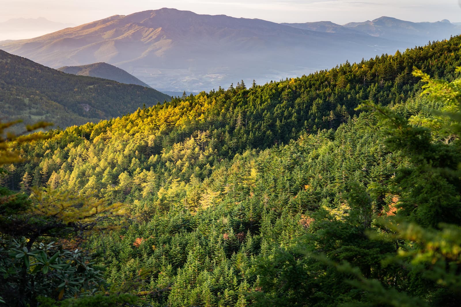 Nature-related management is following a similar trajectory to carbon management.