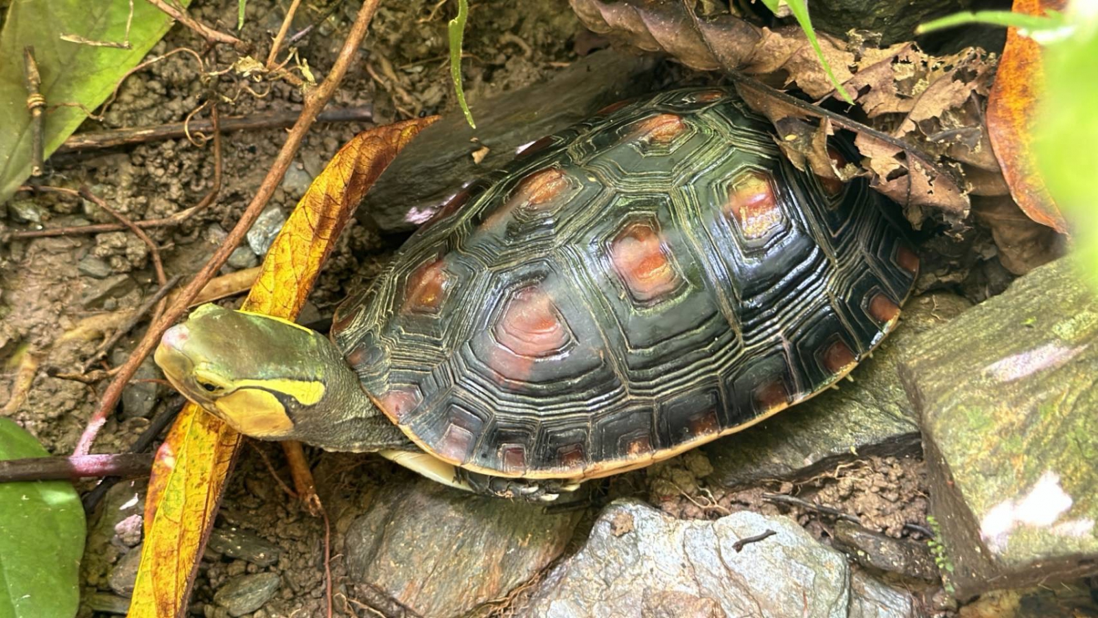 瀕臨絕種的野生動物食蛇龜，在元杉森林的花蓮壽豐鄉林地現蹤，展現豐富的生態多樣性。