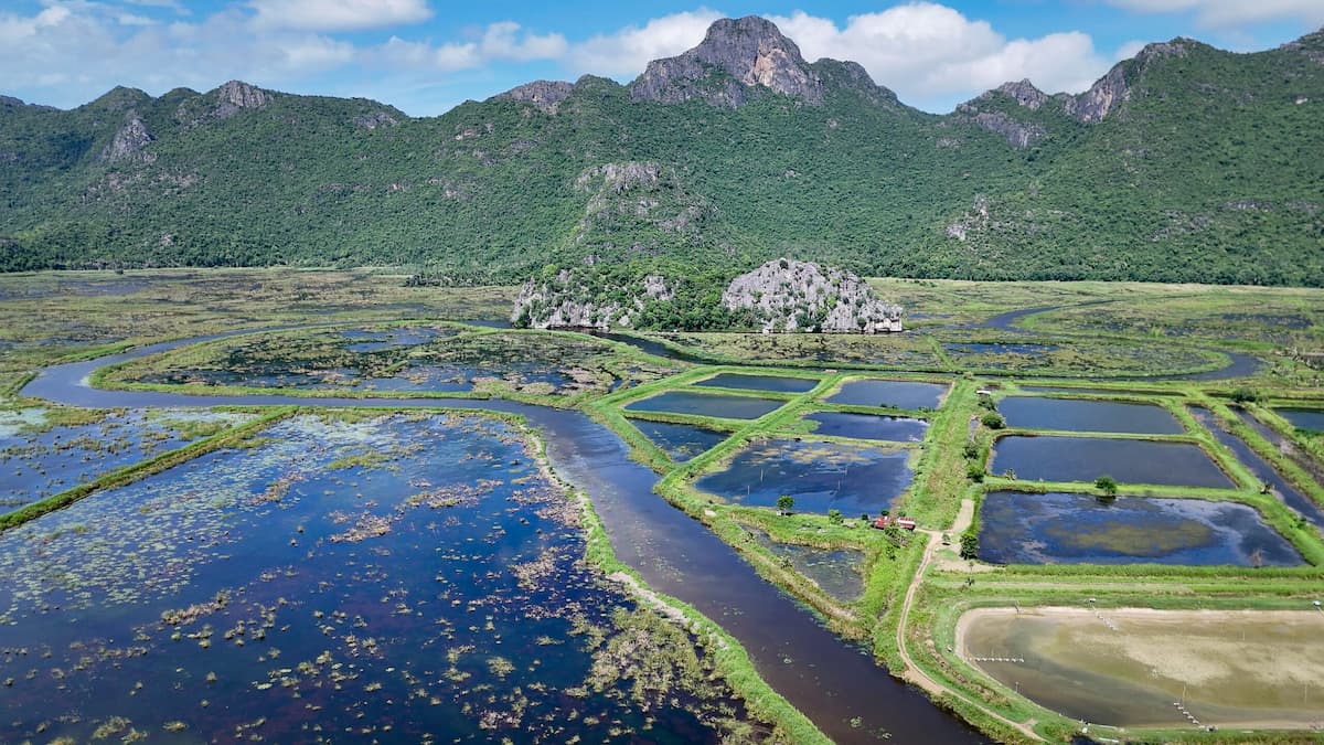 The Bueng Bua marsh, part of the Khao Sam Roi Yot National Park and designated a Ramsar site for its waterfowl and aquatic wildlife, is surrounded by wetland canals and an increasingly developed landscape of aquaculture ponds and plantations. Image by Carolyn Cowan / Mongabay.
