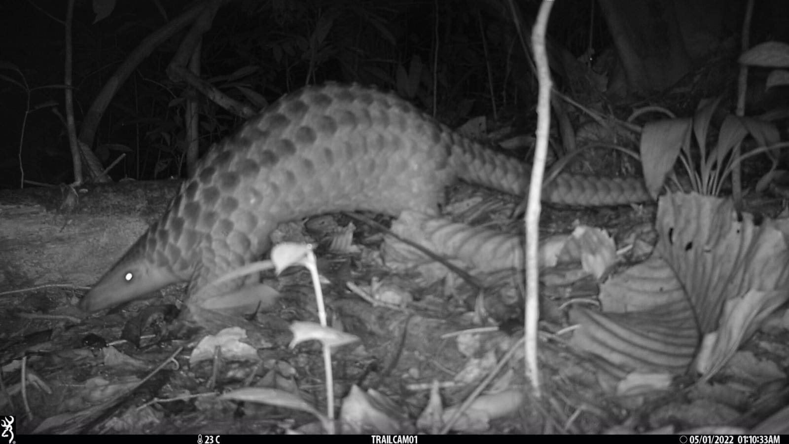 A camera trap image of a Sunda pangolin (Manis javanica) in Temburong. Image courtesy of Natasha Mannion.
