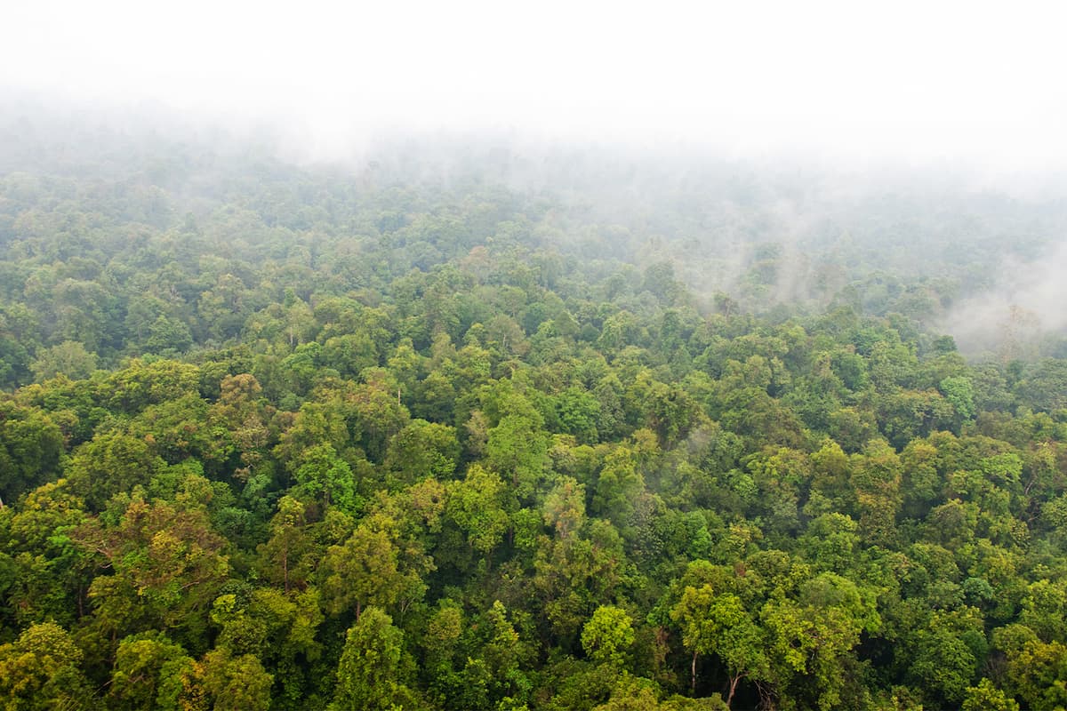 Wildfire haze over a forest in Riau, Indonesia. Image by Aulia Erlangga/CIFOR via Flickr (CC BY-NC-ND 2.0).
