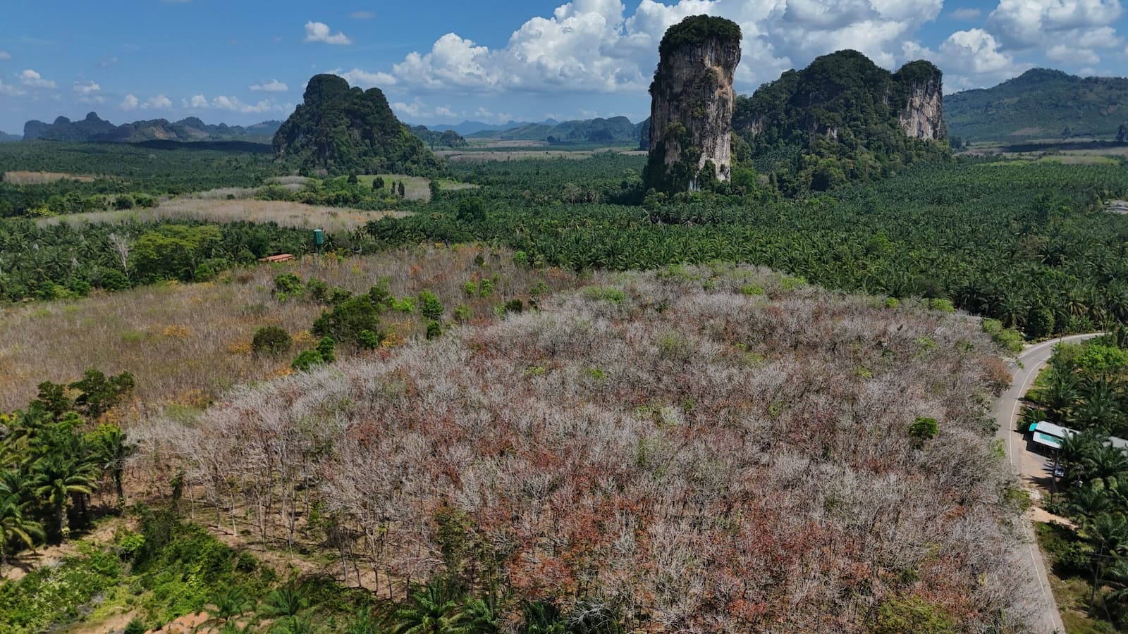 Oil palm and rubber plantations dominate landscapes across many parts of Southeast Asia as photographed here in Thailand. Image by Carolyn Cowan / Mongabay.