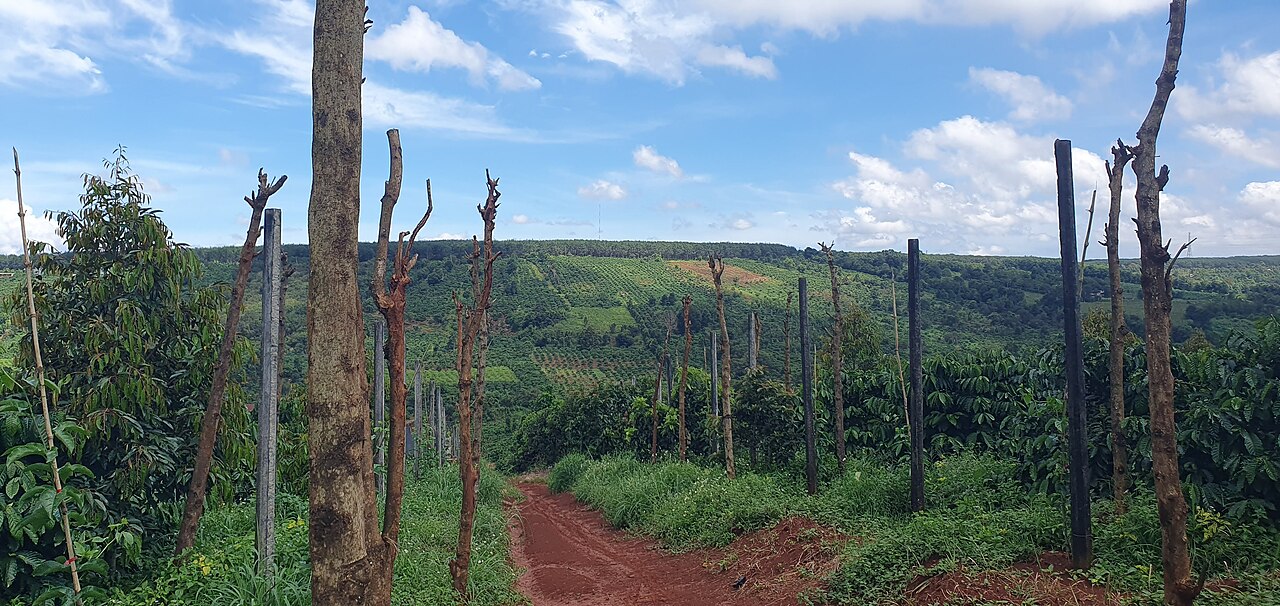Coffee landscape in Gia Lai province, Central Highlands, Vietnam.
