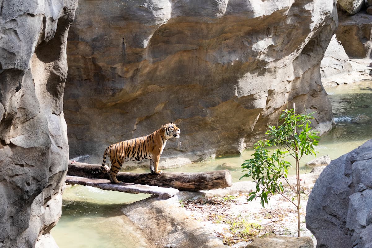 新加坡的「雨林野生探險園」讓遊客能夠接觸野生動物，也致力於生態教育和保護瀕危動物。