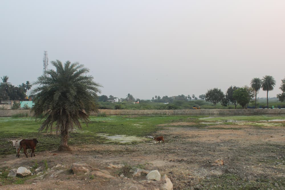 Activists say this agricultural land in Ranipet has become barren due to pollution from nearby tanneries (Image: Varsha Torgalkar)