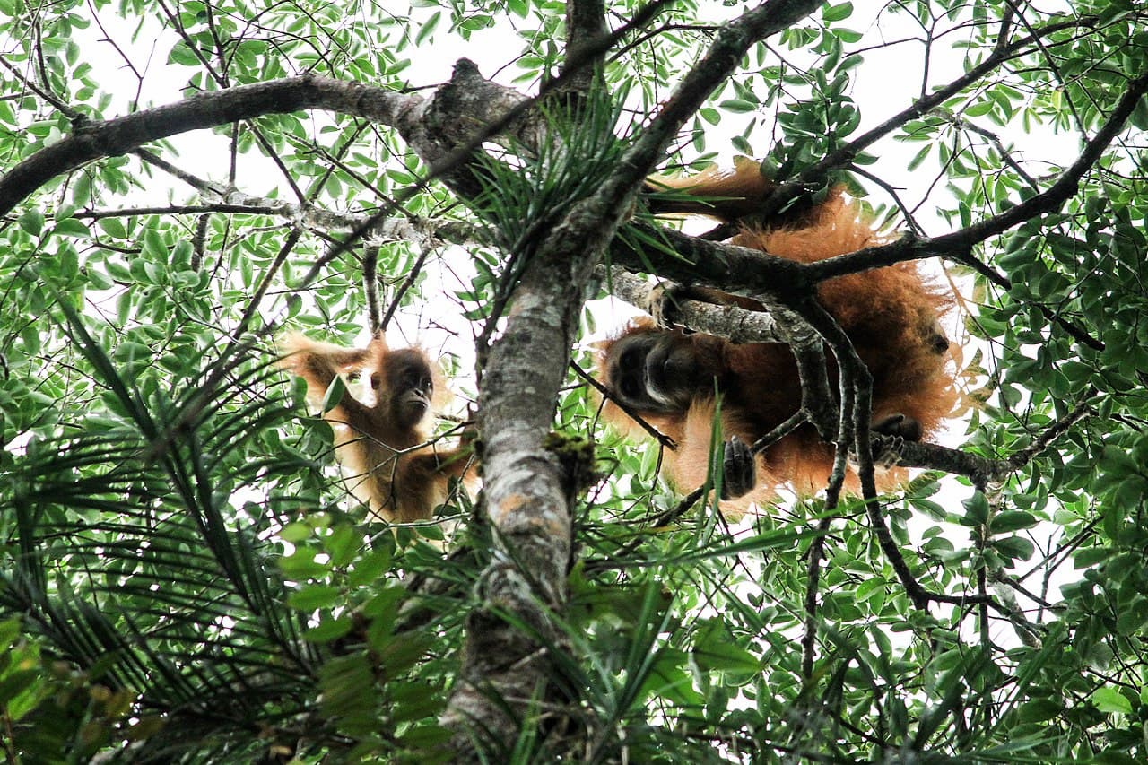 Two Tapanuli orangutans in Batang Toru forest, North Sumatra, Indonesia, in September 2018. Image courtesy of Prayugo Utomo/Wikimedia Commons.