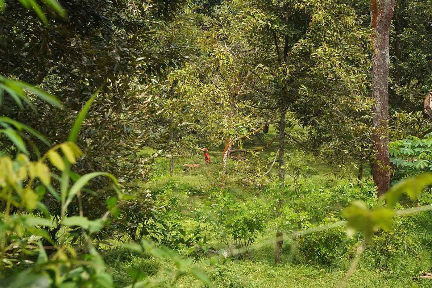 Here in the Banyumas hills, farmers have propagated their own durian for three decades. Image by L Darmawan/Mongabay Indonesia.