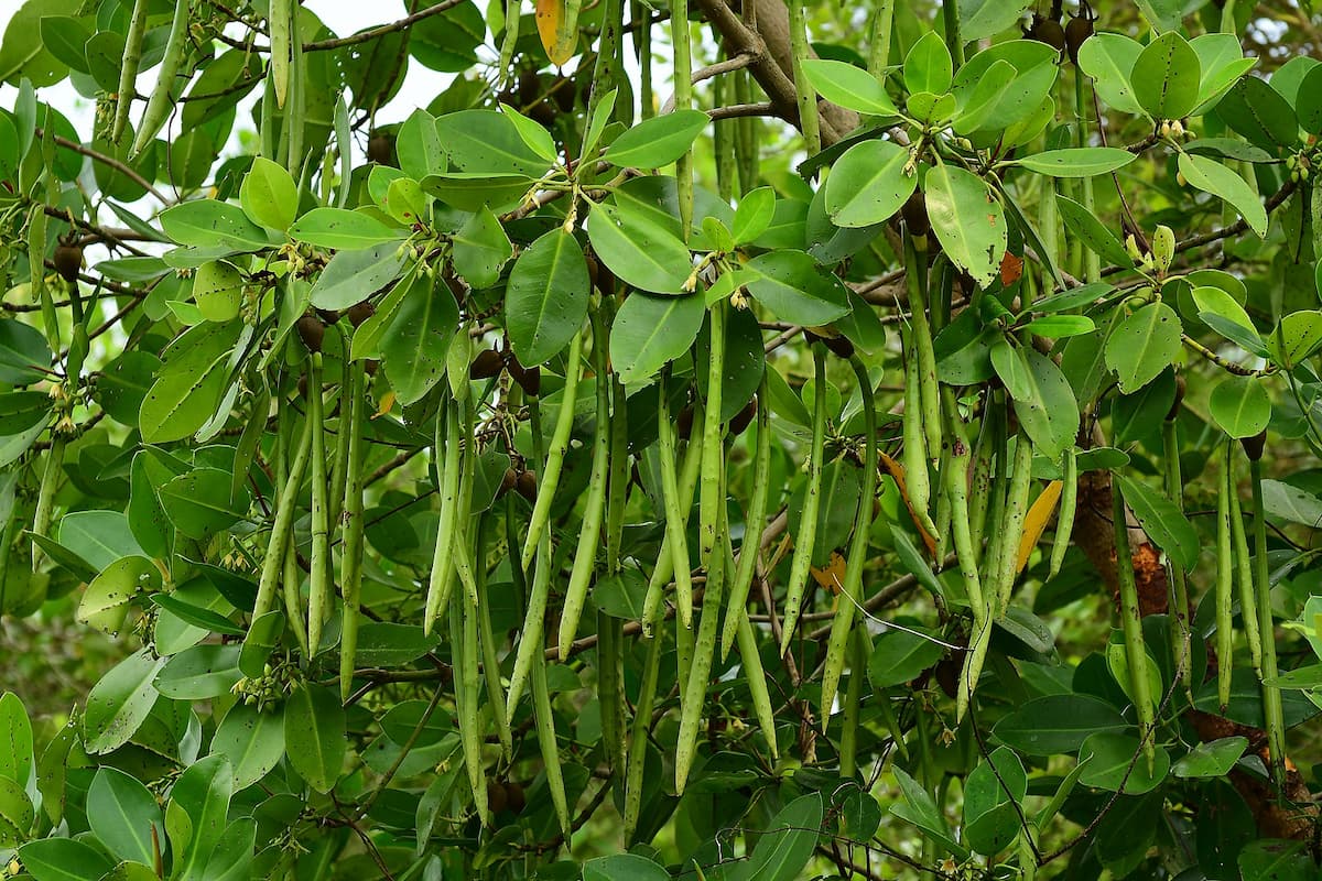 Asiatic mangroves (Rhizophora mucronata). Image by Shagil Kannur via Wikimedia Commons (CC BY-SA 3.0).