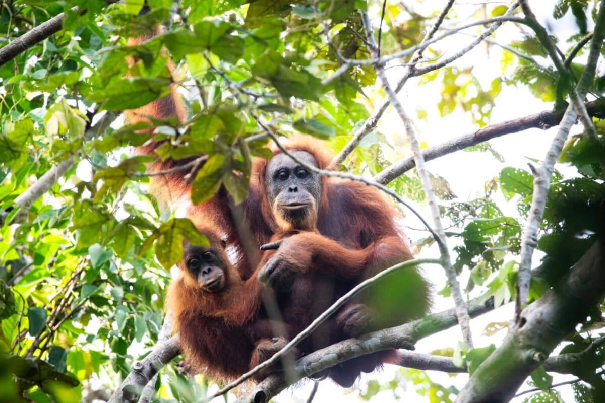 A mother and infant Tapanuli orangutan were directly sighted in the Lumut Maju peat swamp forest in North Sumatra. Image by Junaidi Hanafiah/Mongabay-Indonesia.