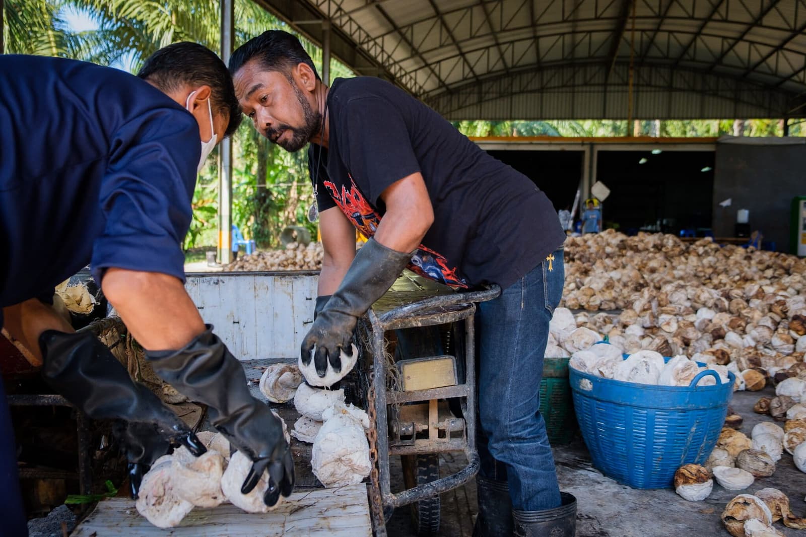 Workers unload and weigh lump rubber at a collection center in Krabi province. The raw rubber will be combined with other deliveries and sent on to a processing factory. Image by Carolyn Cowan/Mongabay.