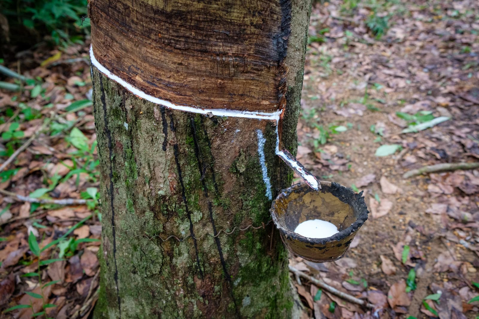 Latex is tapped daily, usually at night, by farmers who make a narrow cut in the bark to stimulate the flow of latex, which is collected in a small bowl. Image by Carolyn Cowan/Mongabay.