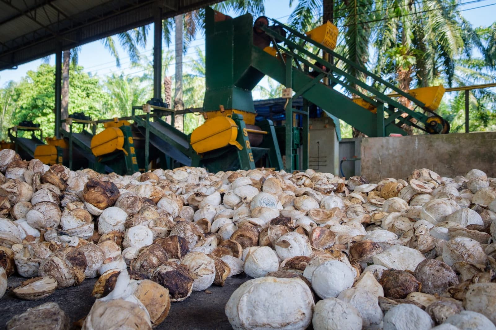 Lump rubber, a raw material used to manufacture tires, dries in a collection center. It will soon be transported to a factory for further processing and export. Image by Carolyn Cowan/Mongabay.