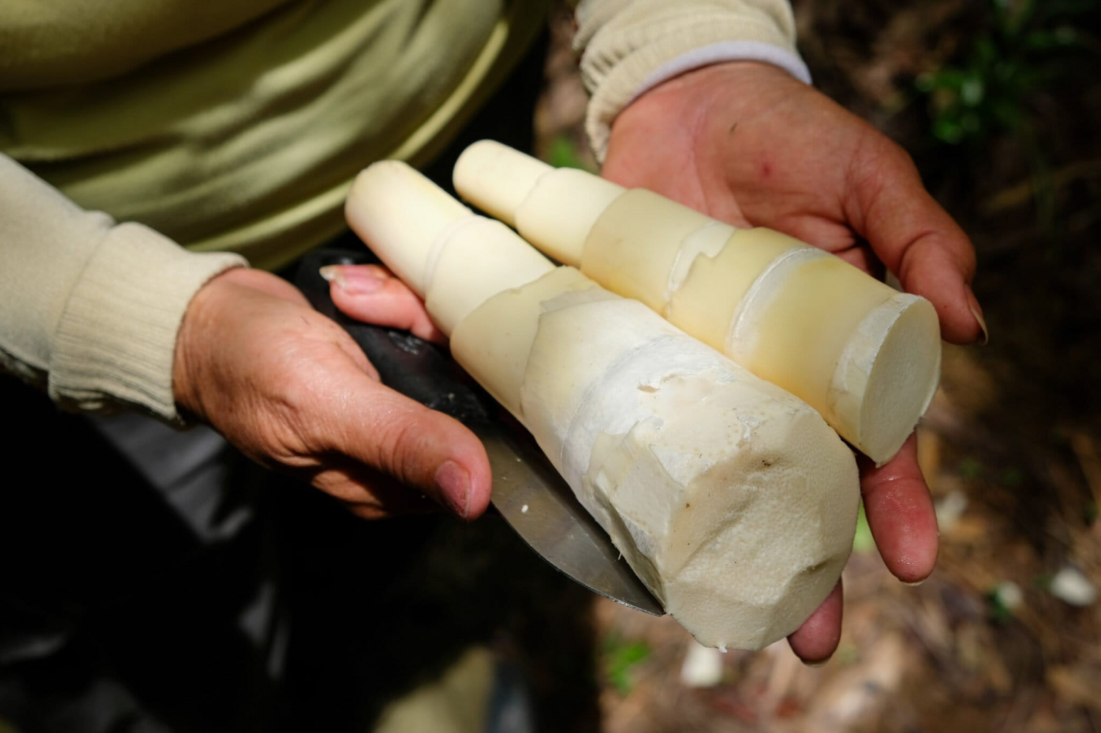 Bamboo shoots are one of many marketable non-timber forest items that can support local livelihoods. Image by Carolyn Cowan/Mongabay.