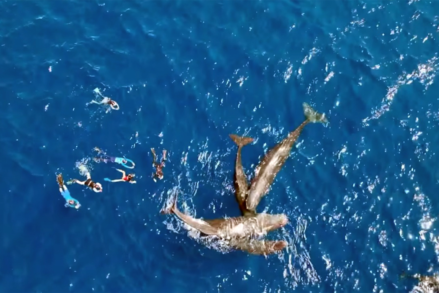 Swimmers get too close to a pod of sperm whales, which respond defensively by clumping together, a posture known as the marguerite formation. Image by Dive Aquatica.