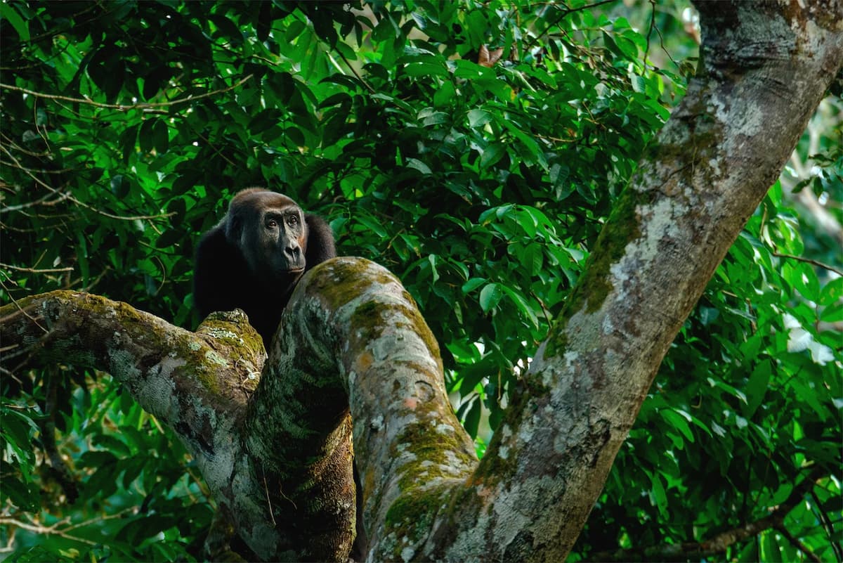 A western lowland gorilla in Odzala-Kokoua National Park, Republic of the Congo. The Tropical Forest Forever Facility aims to contribute to the conservation of tropical and subtropical rainforests in developing countries (Image: Roger de la Harpe / Danita Delimont / Alamy)