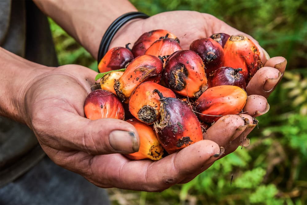 Oil palm fruits harvested in Kalimantan. Image by Cooke Vieira/CIFOR via Flickr (CC BY-NC-ND 2.0).