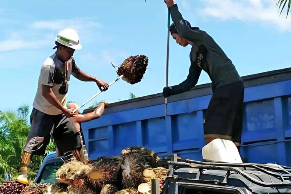 Palm oil farmers in Central Kalimantan. Image by Rendy Tisna/Mongabay Indonesia.