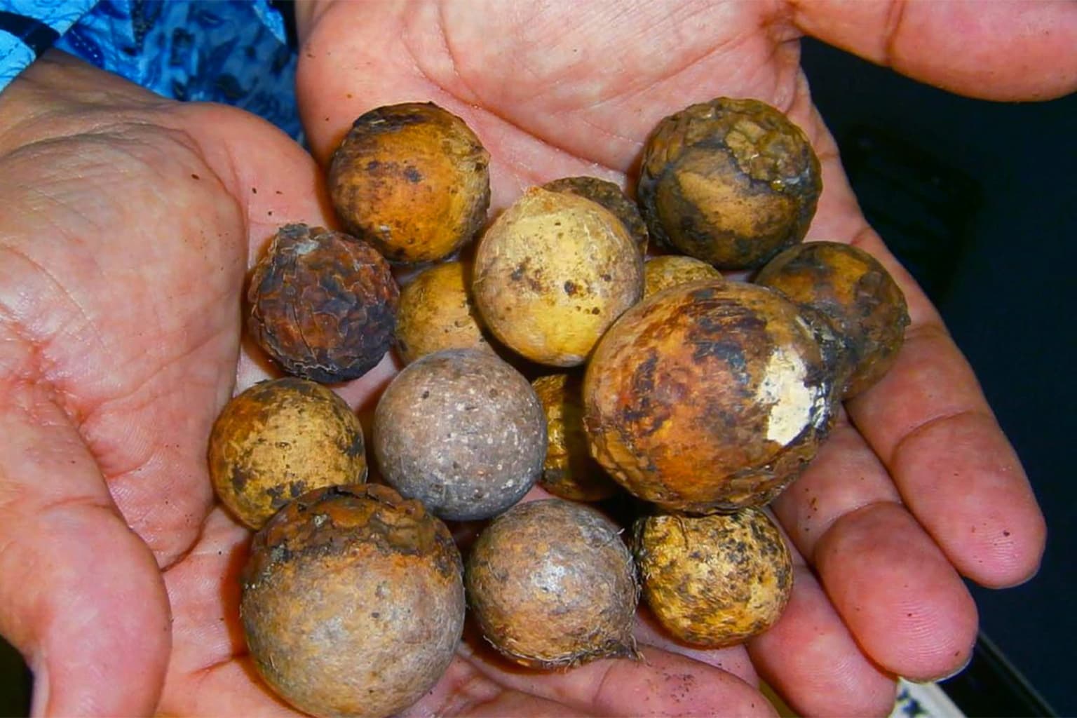 Dried nyamplung fruit. The waste can be used as animal feed. Image by Nuswantoro/Mongabay Indonesia.