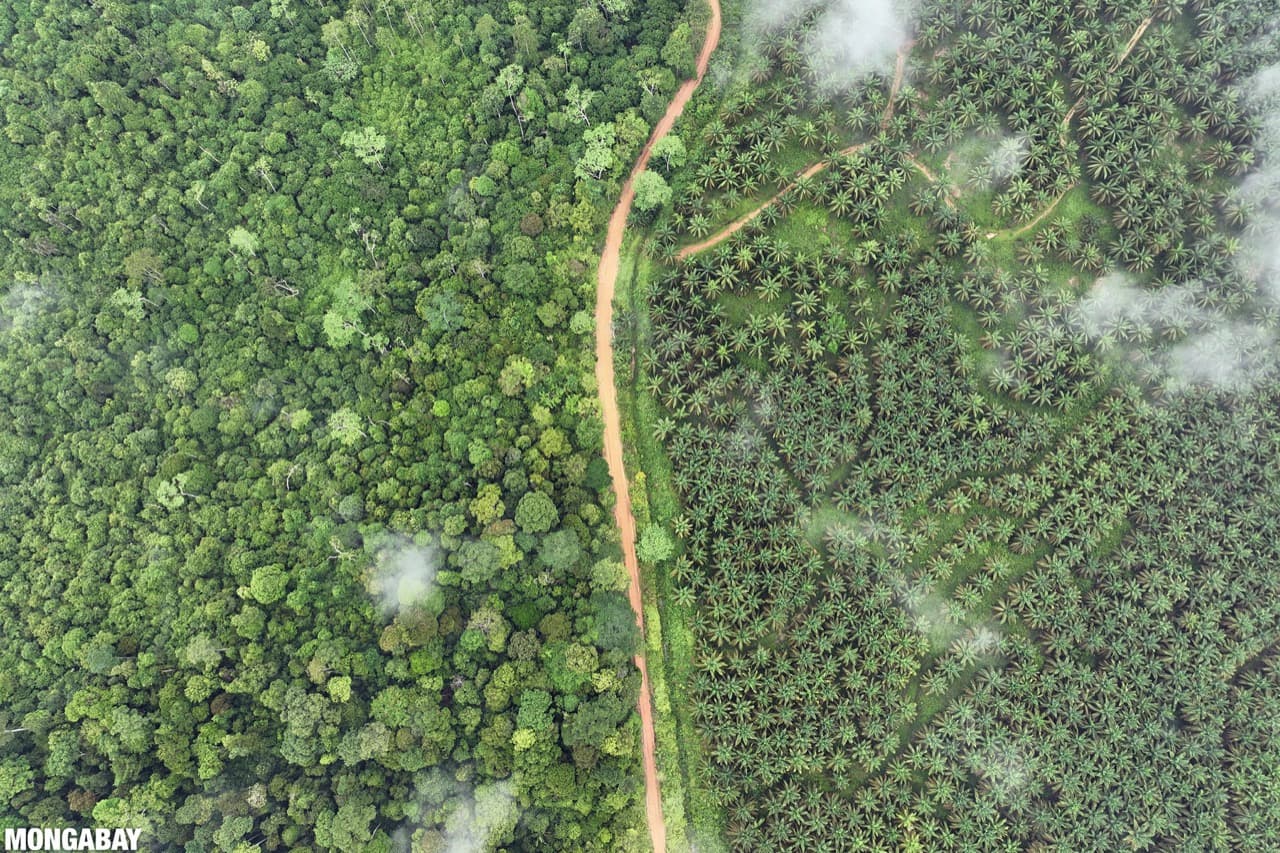 A forest and oil palm plantation in Indonesia. Image by Rhett A. Butler/Mongabay.