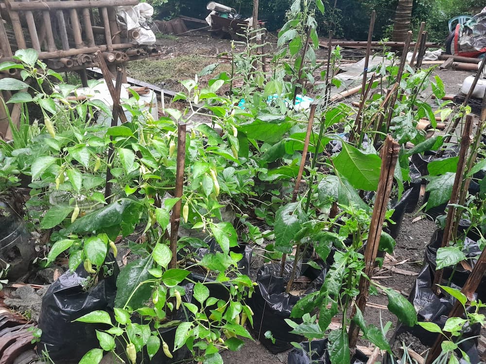 Suyono’s chili plants use biogas end-product fertilizer. Image by Toto Sudiarjo/Monbagay Indonesia.