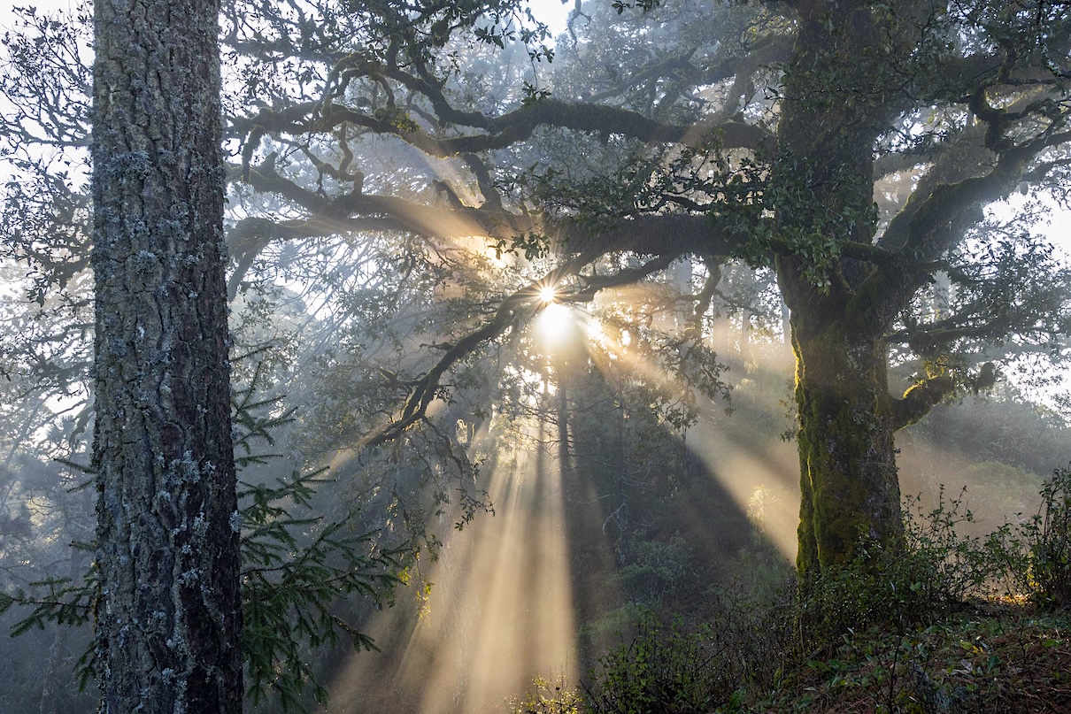 Oak trees in a temperate forest in the higher altitudes of the Sierra Gorda, where more than 30 species of oak trees can be found. Image courtesy of Roberto Pedraza Ruiz / Sierra Gorda Alliance.