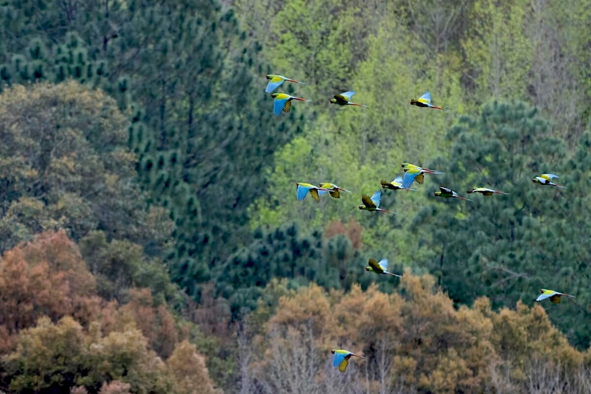 Military macaws (Ara militaris) flying over a forest in the Sierra Gorda. They are one of the many iconic and endangered species that call the forests of the Sierra Gorda home. Image courtesy of Roberto Pedraza Ruiz / Sierra Gorda Alliance.