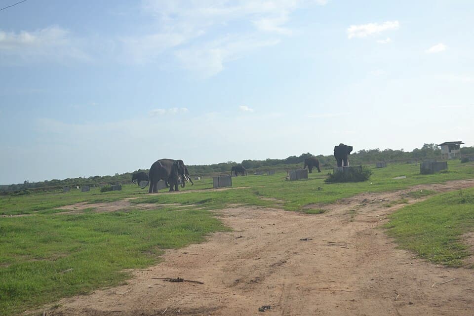 A horde of Sumatran elephants in the Way Kambas National Park. Image courtesy of Mustiadewi/Wikimedia Commons.