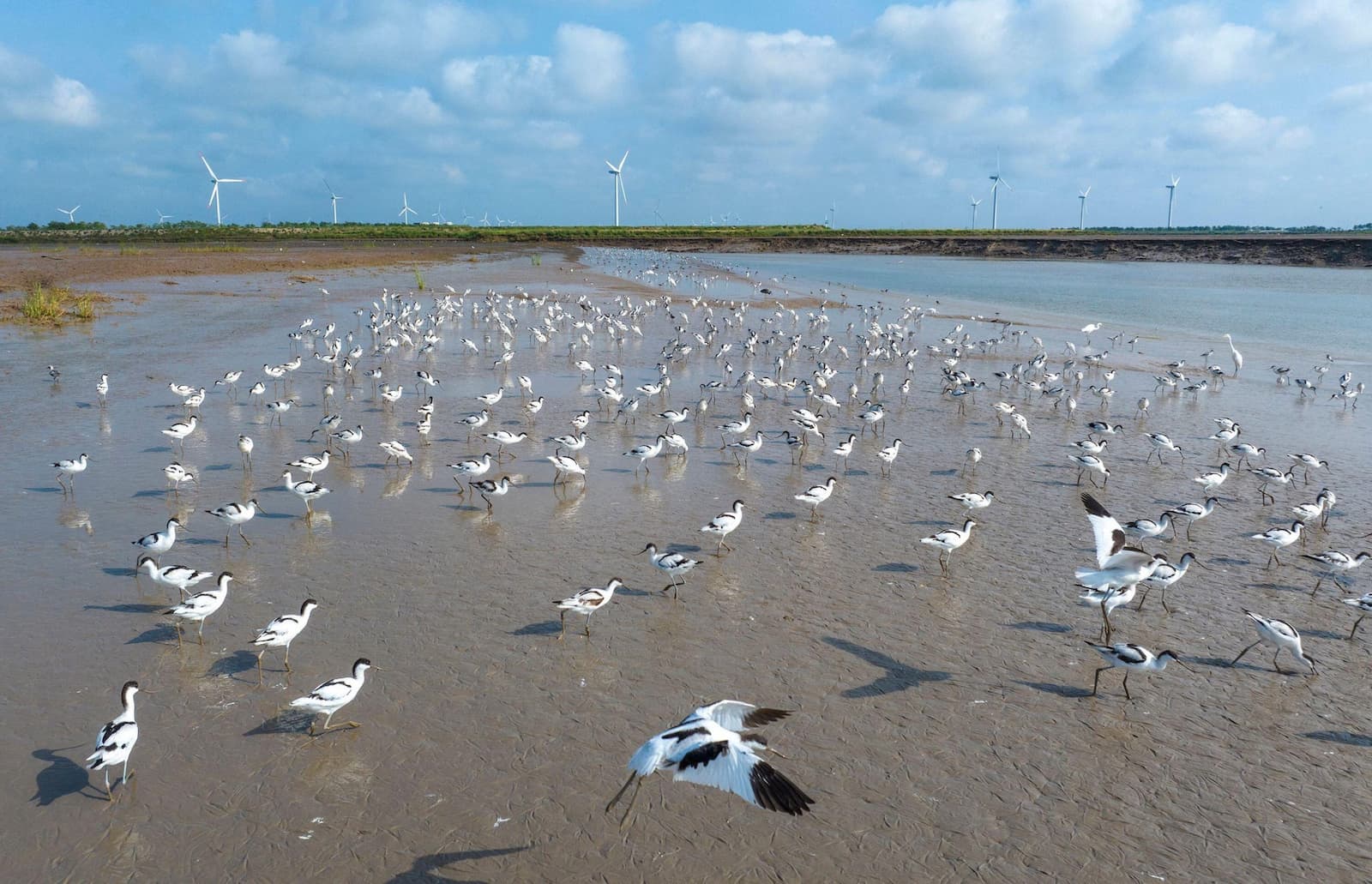 Migratory birds at the Tiaozini Wetland in east China, with wind turbines in the background (Image: CFOTO / Sipa US / Alamy)