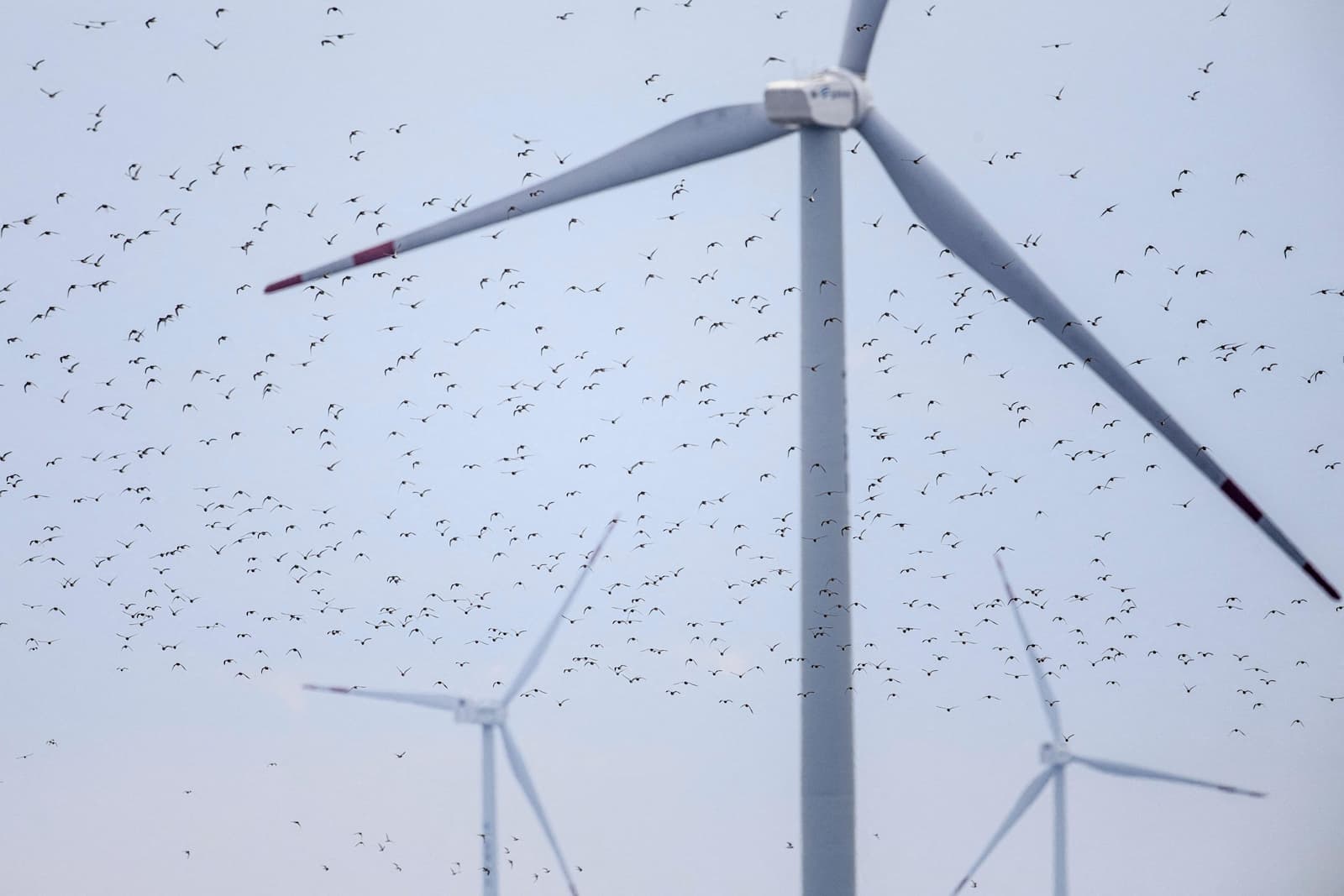 Wind turbines can impact migratory shorebirds on the Yellow Sea coast (Image: Gerrit Vyn / Nature Picture Library / Alamy)