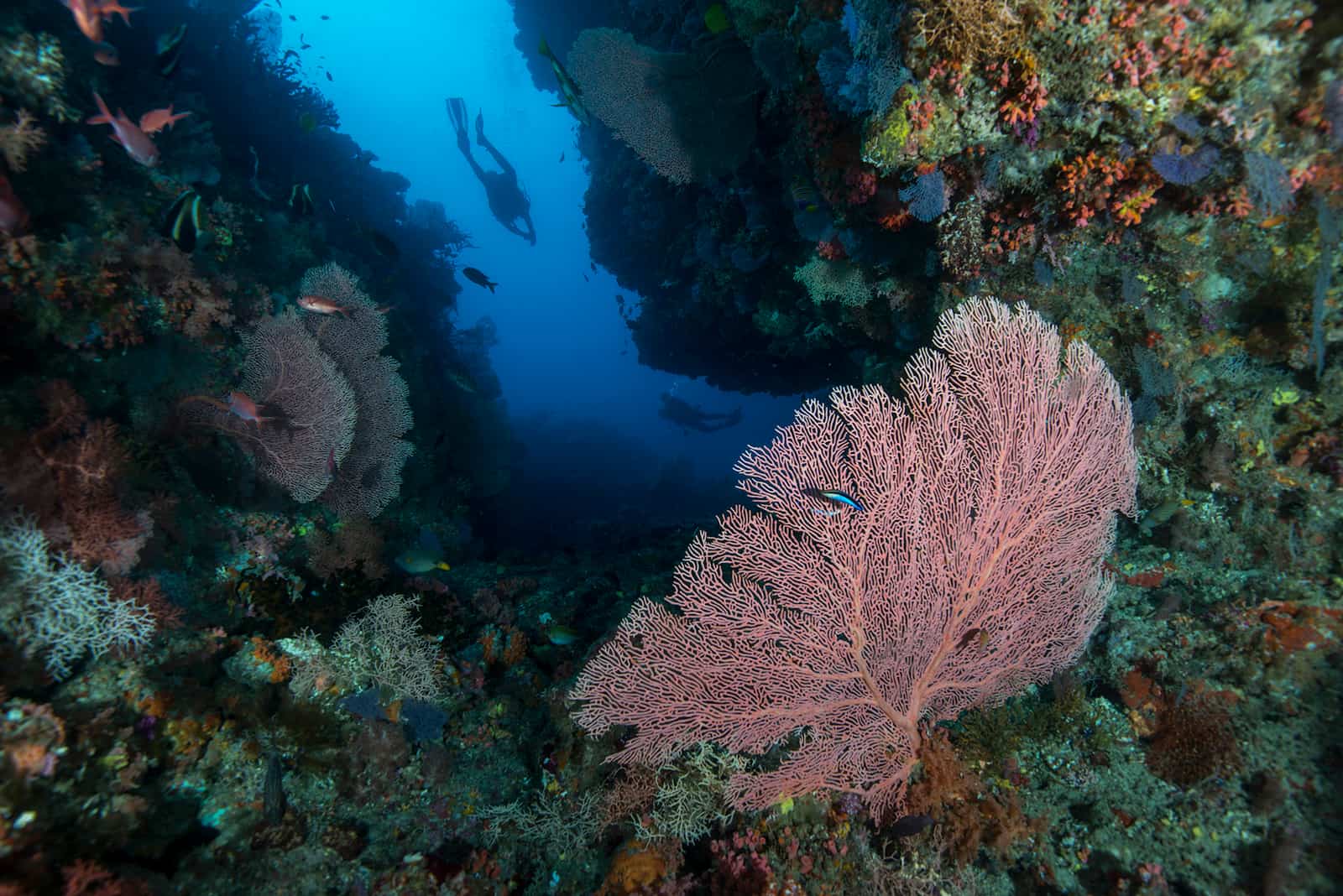 A coral reef in Thailand. Image by Umeed Mistry / Ocean Image Bank.