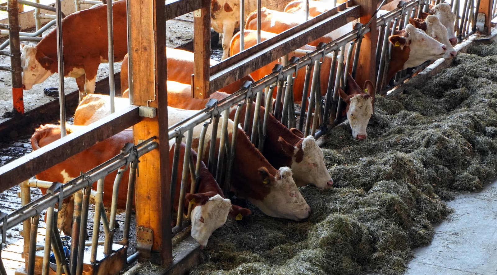 A recent study found that 98% of corporate claims on reducing meat and dairy-related deforestation and emissions could be considered greenwashing. (Image: Pixabay)