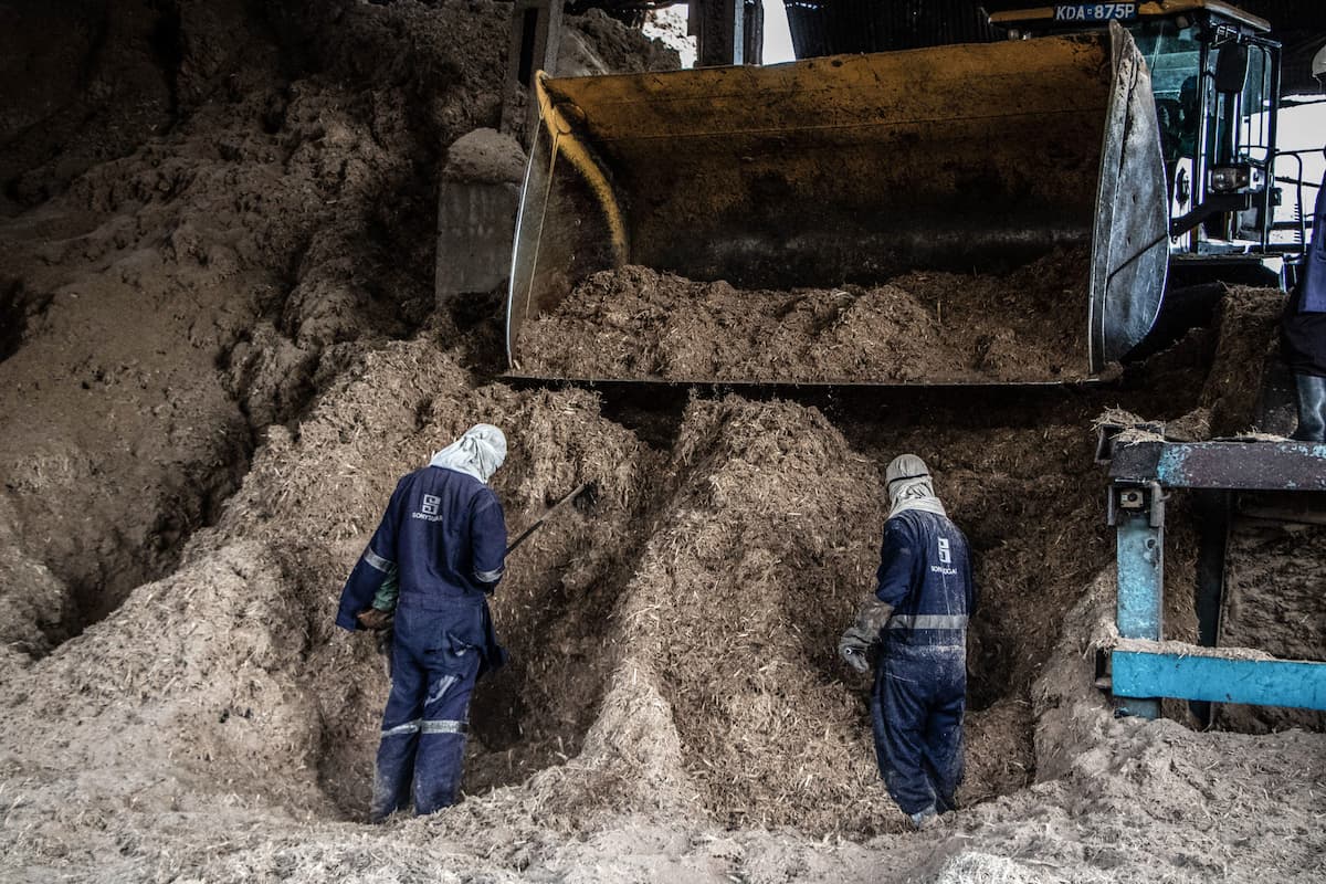 Agriculture can produce significant amounts of waste plant matter. Sinking this biomass could potentially stop the carbon it contains being released to the atmosphere as carbon dioxide as it rots (Image: James Wakibia / Sipa US / Alamy)