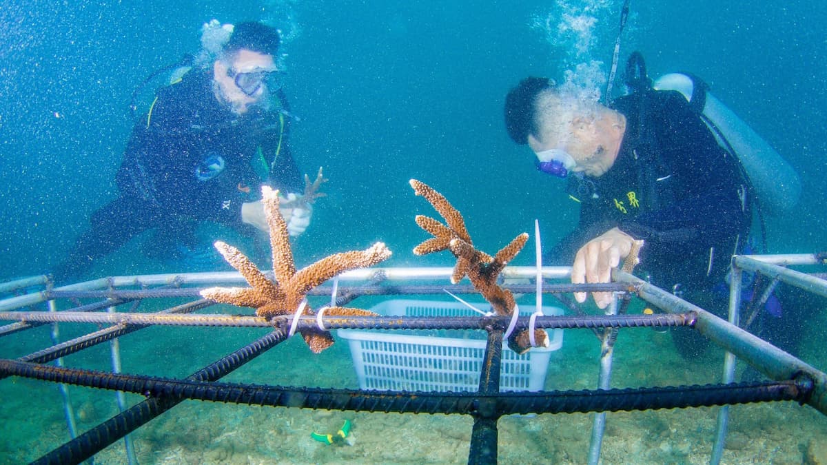 Coral transplantation around Fenjiezhou Island in Hainan province in 2022, another project that could be funded by the bonds. Experts noted that sectors related to ecological conservation have been incorporated into the green sovereign bonds’ issuance framework. This may signal the use of the bond market to finance climate adaptation and resilience projects (Image: Zhang Liyun / Xinhua / Alamy)