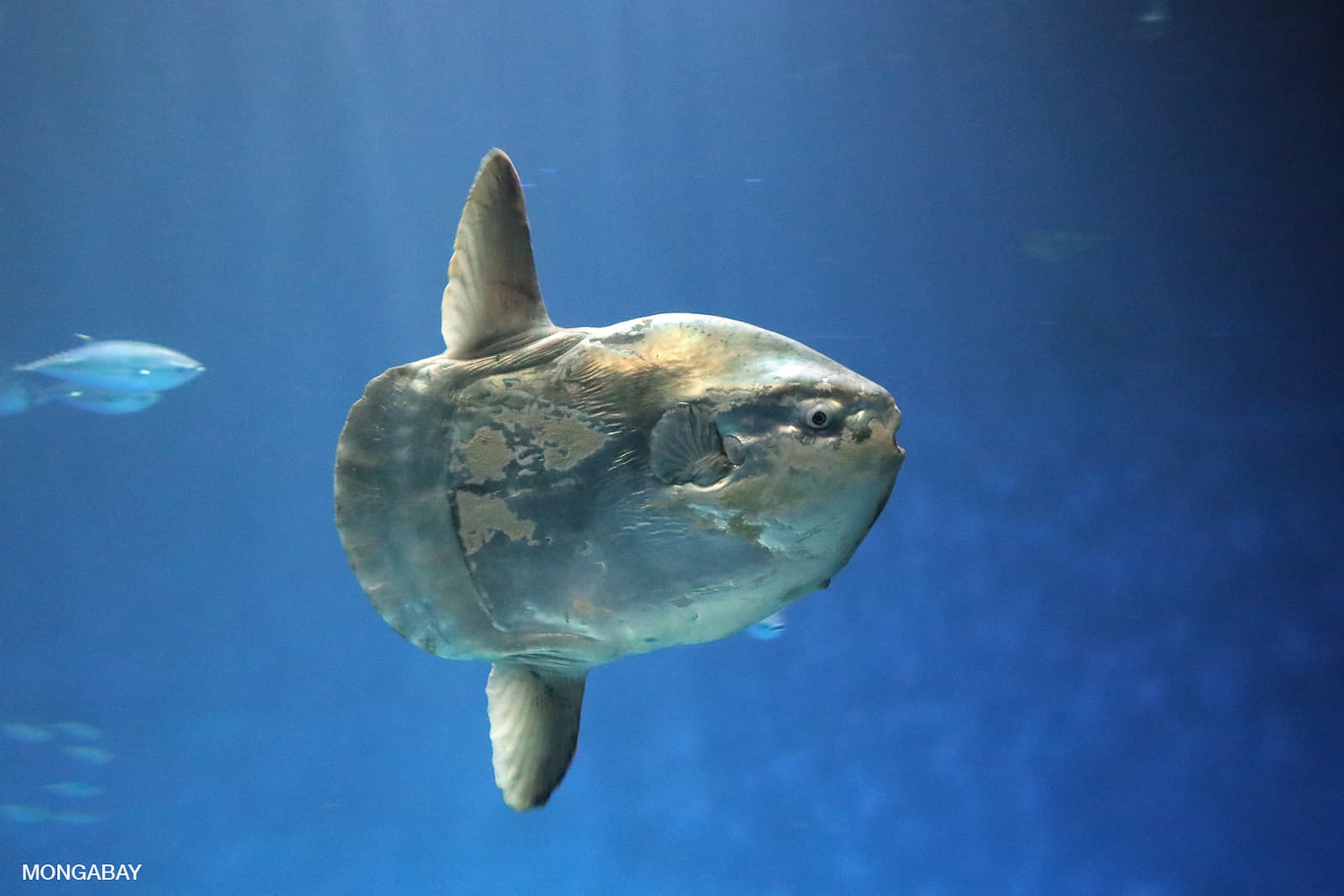 An Ocean sunfish (Mola mola). Photo: Rhett Butler/Mongabay.