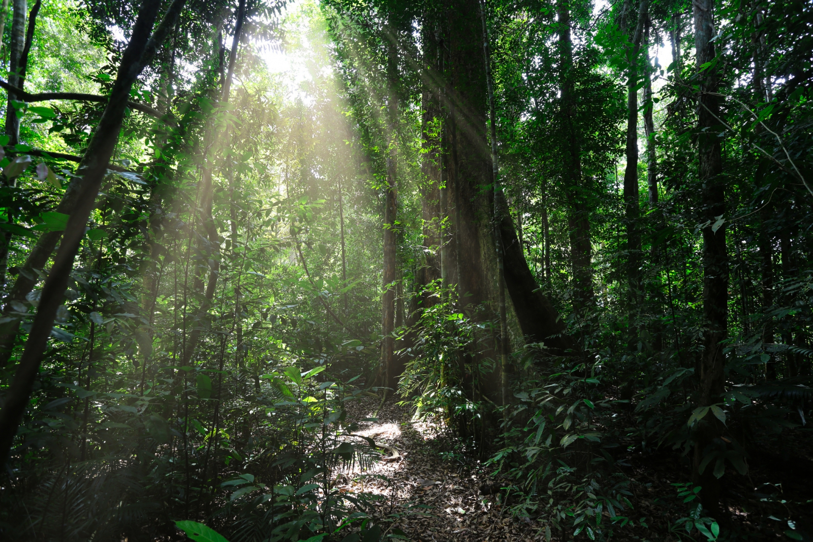 forest carbon credits 森林碳權