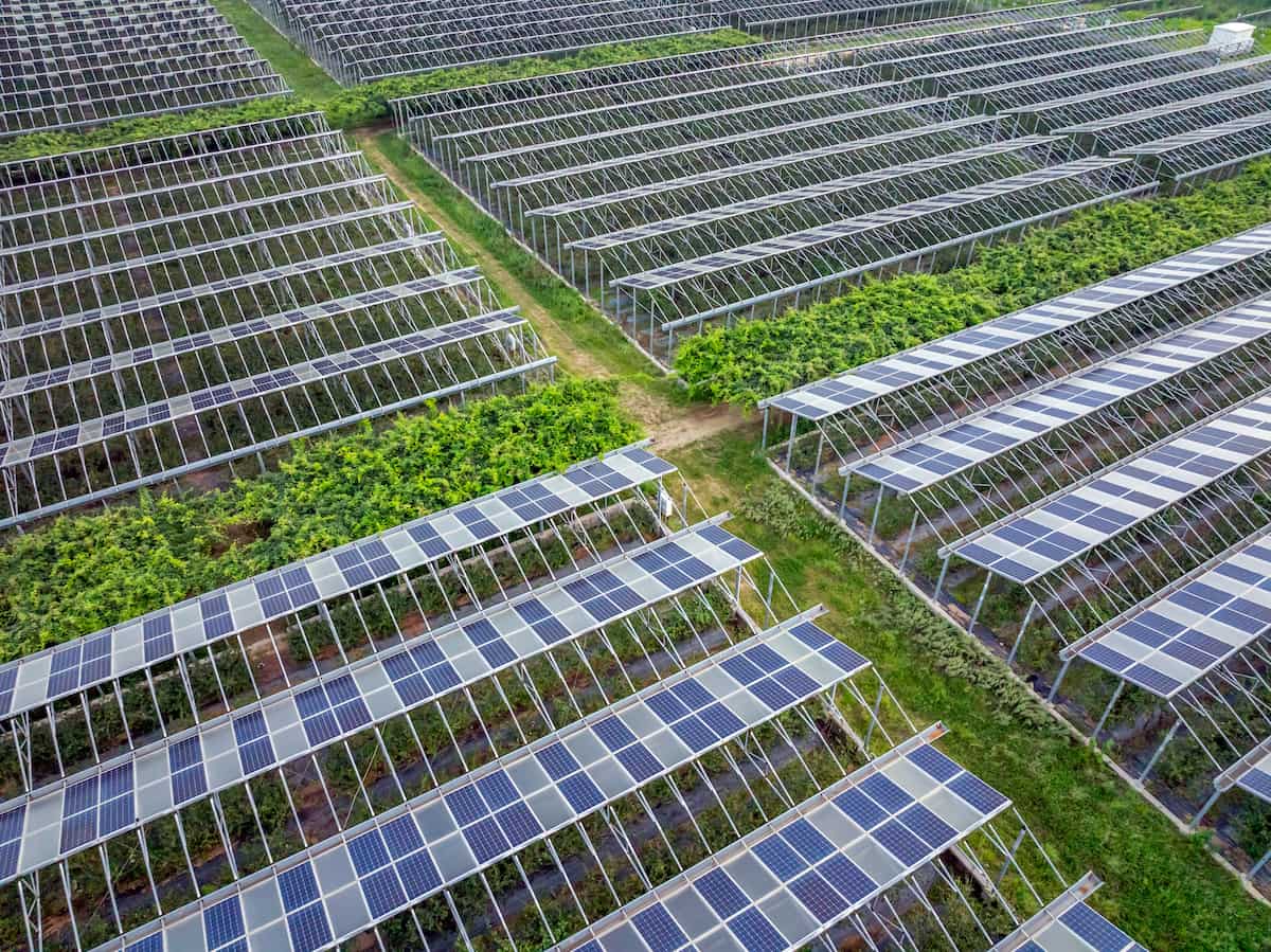 光電不僅可改善耕作環境，其經濟效益也為拋荒農地帶來轉機。