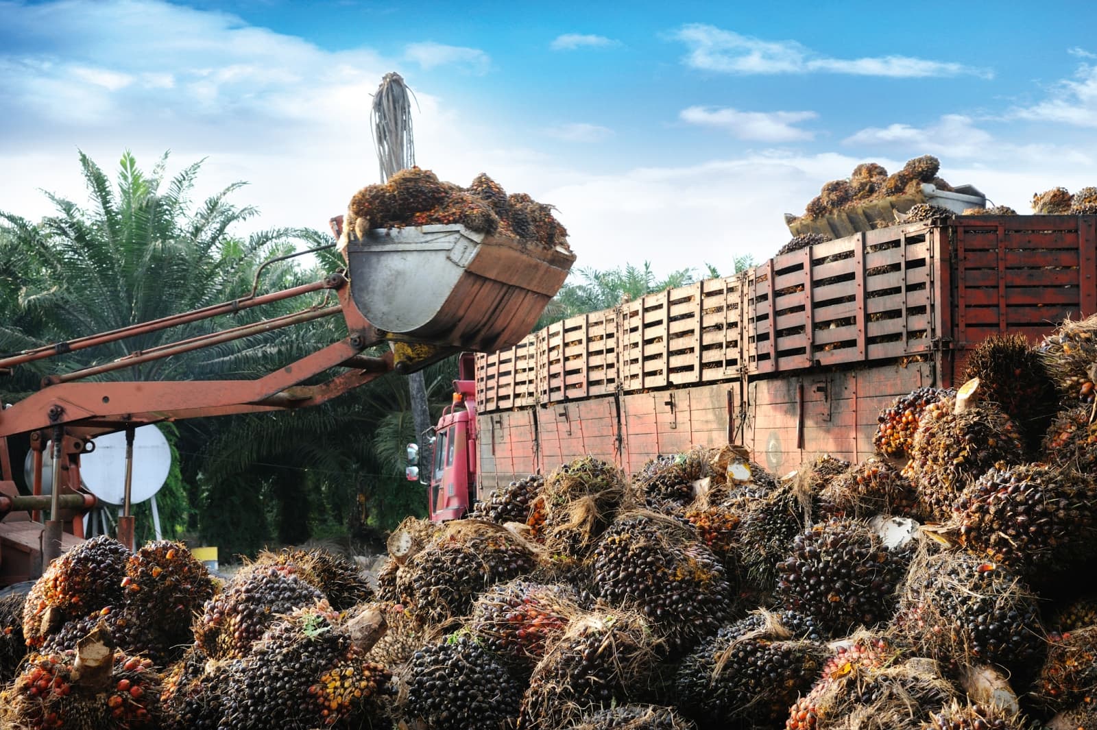 Malaysia and South Korea plan to build more than 20 bio-CNG plants to turn palm oil waste into renewable gas. (Photo: iStock)