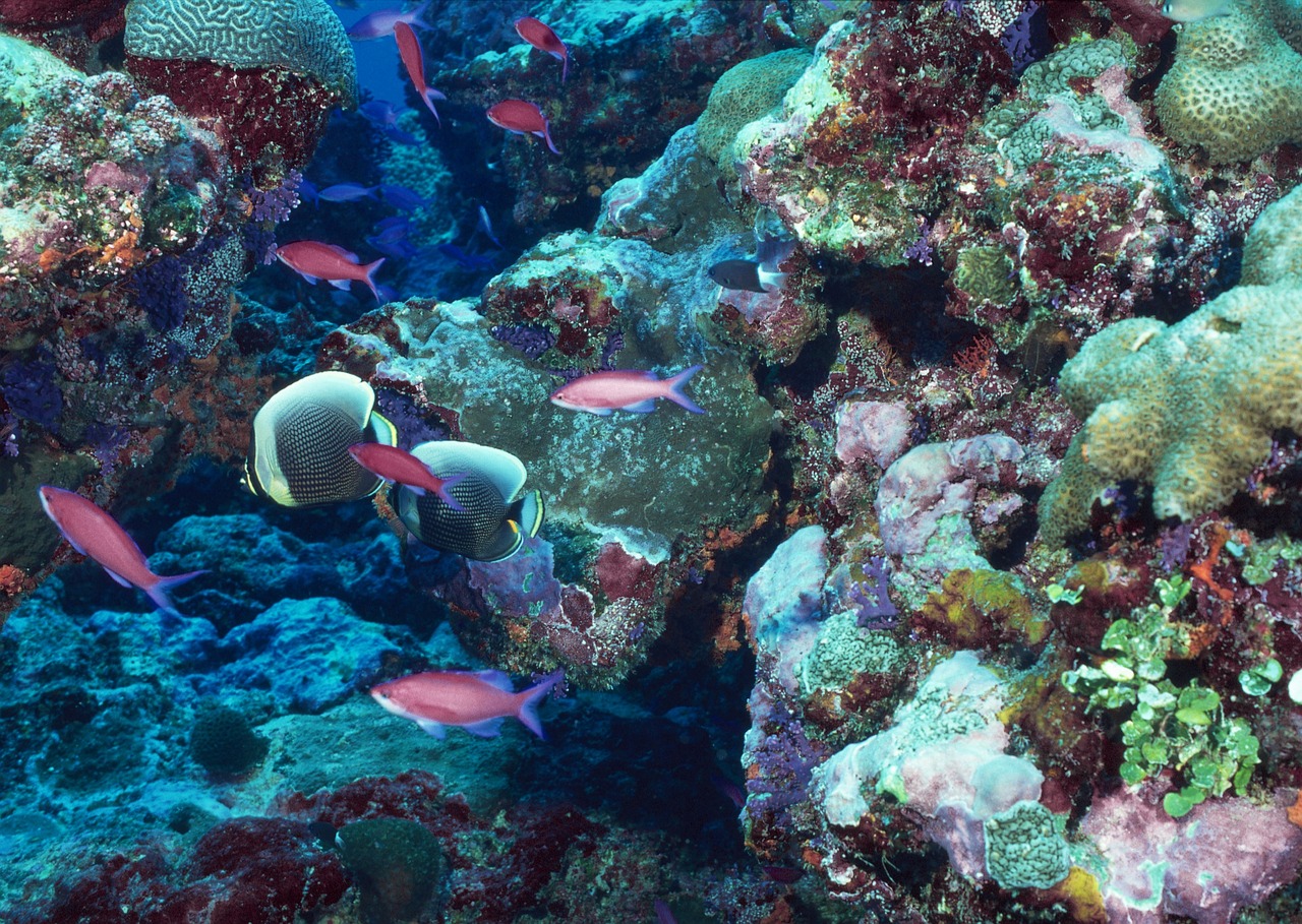 The global coral bleaching event of 2024 exposed reefs already weakened by pollution, coastal development, and heavy tourism. (Photo: Pixabay)