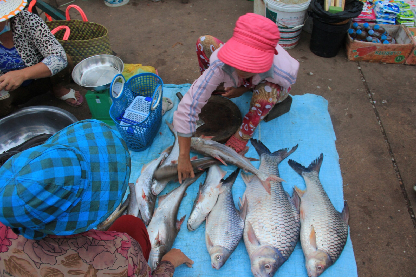A morning fish market by the Sekong River, a tributary of the Mekong. Credit: International Rivers, CC BY-NC-SA 2.0