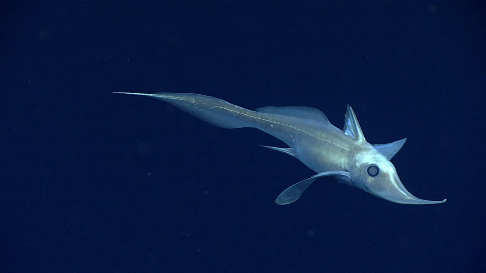 Chimaeras like this one are found in the ocean depths, where campaigners fear seabed ecosystems may be disrupted by mining operations (Image: NOAA Office of Ocean Exploration and Research, CC BY-SA 2.0)