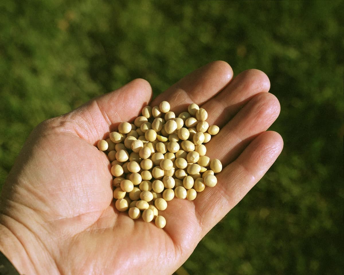 In the U.S., soybean oil has played a major role in the renewable diesel production boom since 2021. Brazil’s recently passed “Fuel of the Future” legislation includes a “National Program for Green Diesel” (i.e., renewable diesel) that will use soy and other oil crops. Image by U.S. Department of Energy via Wikimedia Commons (Public domain).