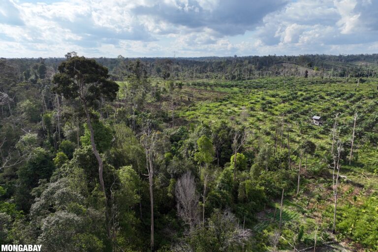 A palm oil plantation in Sumatra, where industrial agribusiness has contributed heavily to tropical deforestation. Palm oil mill effluent (POME) and palm fatty acids (PFAD) are increasingly used as renewable diesel feedstock, but analysts are concerned about fraud. As with used cooking oil (UCO), alarms are being raised as to whether POME and PFAD are truly waste or intentionally mislabeled virgin palm oil. Image by Rhett A. Butler/Mongabay.