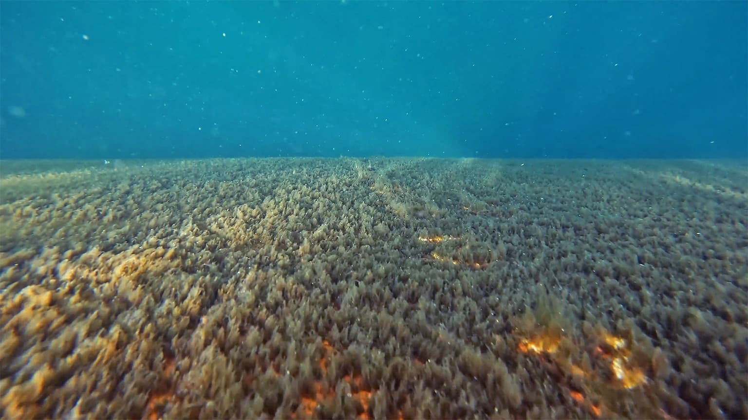 A vessel covered in macroalgae, as photographed by ECOsubsea’s hull inspection tool at a port in Norway. Image courtesy of ECOsubsea.