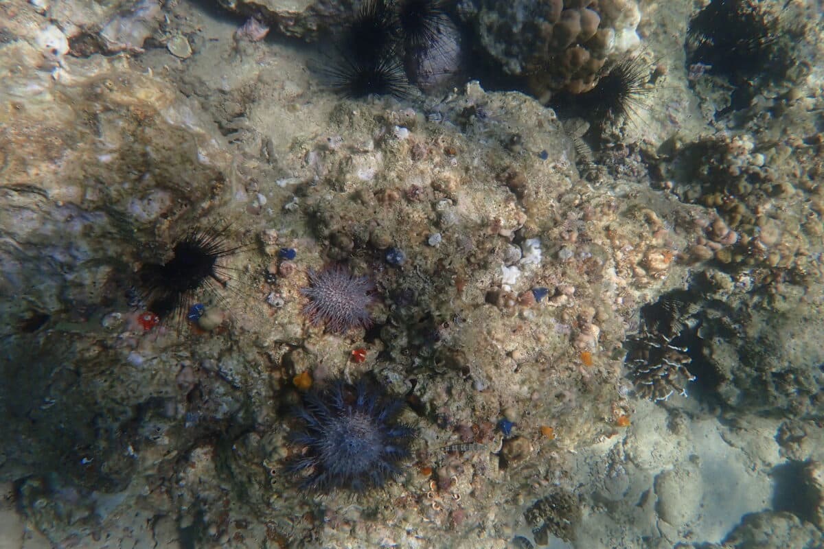 The crown-of-thorns starfish was found in the southwest of Hon Mot. Image courtesy of Nguyen Trinh Duc Hieu/ Joint Vietnam-Russia Tropical Science and Technology Research Center.