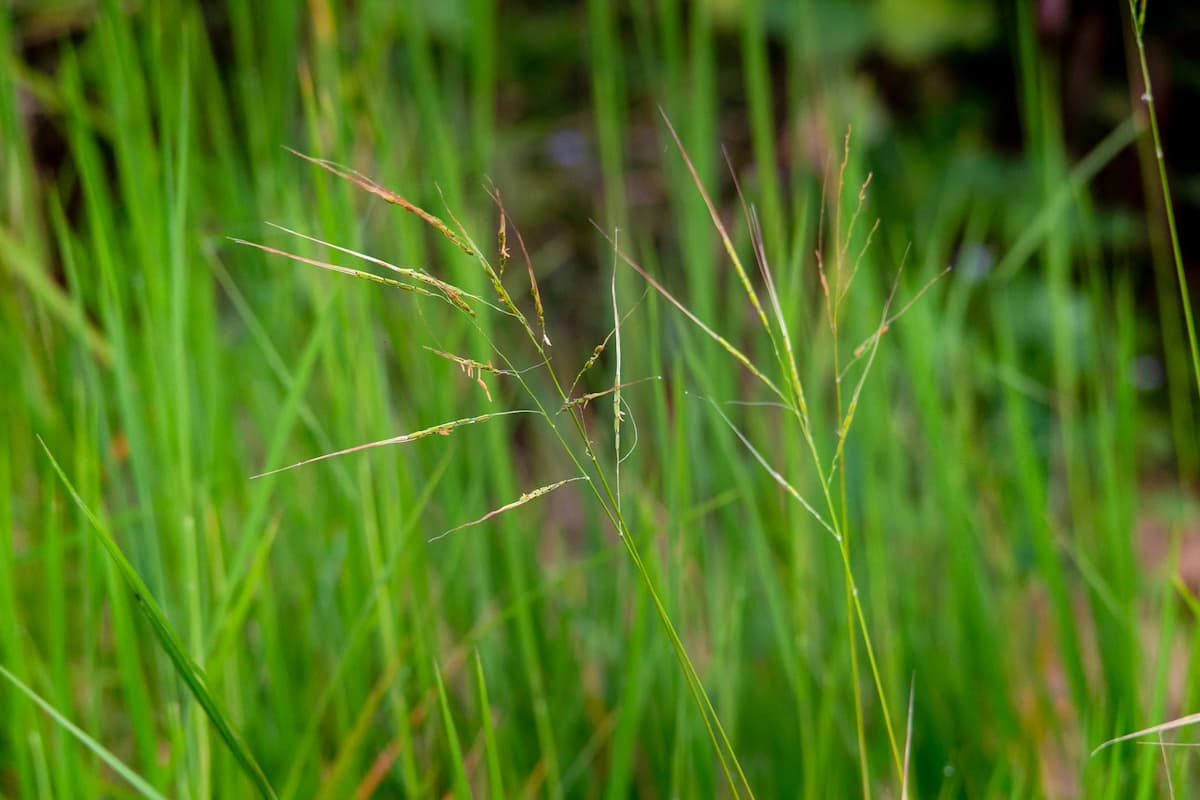 A rare cluster of Oryza rufipogon, or “ghost” rice, in Tràm Chim National Park, Vietnam. Once abundant and a crucial food source during shortages, it has since become a rarity, often mistaken for “weedy rice” (Image: Nam Phong / Mekong Eye) 