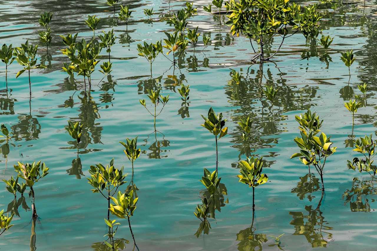 Planting mangroves can slow the damage done by coastal erosion. But questions remain over how long mangroves provide protection in the face of rising seas. (Photo: Pixabay)