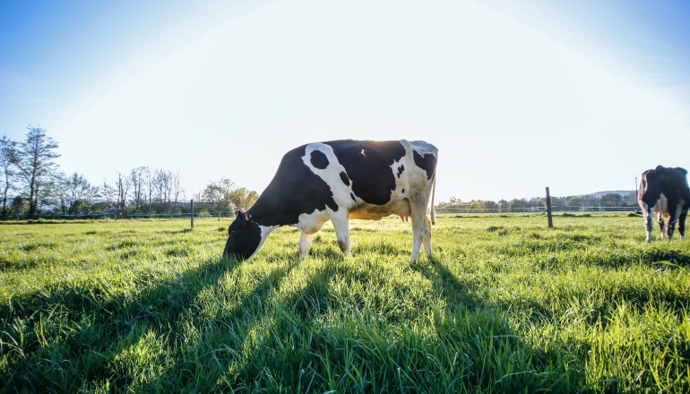 Kitty litter clay can help pull methane emissions from air